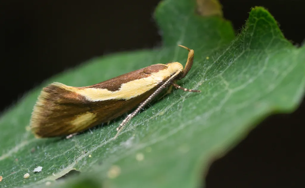 Harpella forficella - photo 2