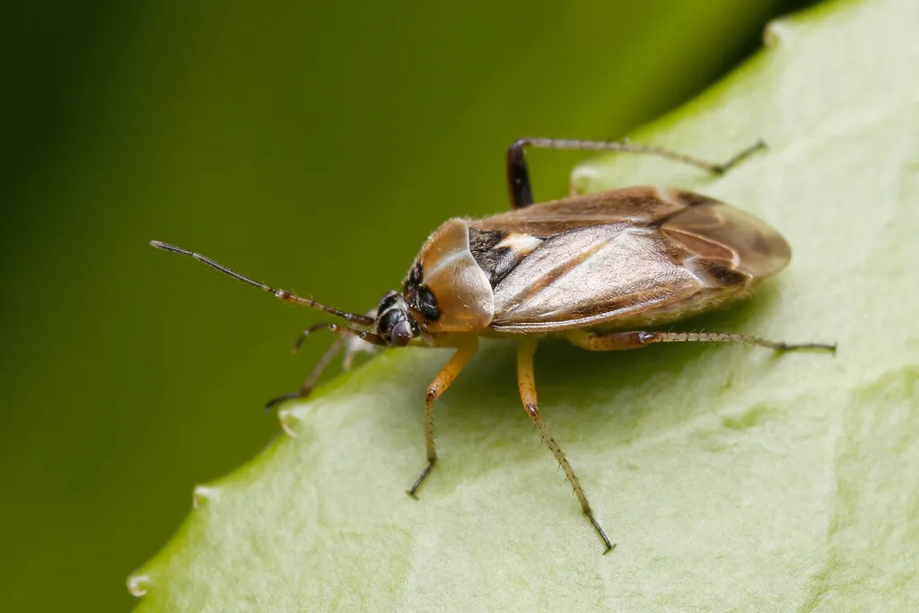 Harpocera thoracica - photo 2