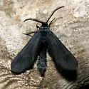 Harrisina coracina - Hodges#4622