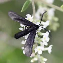 Harrisina coracina - Hodges#4622 - photo 2