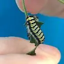 Harrisina coracina - Hodges#4622 - photo 4