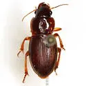 Hartonymus alternatus - Hartonymus alternatus
