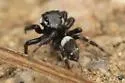 Adanson's House Spider - photo 2