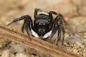 Adanson's House Spider - photo 3