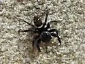 Adanson's House Spider - photo 4