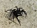 Adanson's House Spider - photo 5