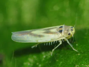 Hauptidia maroccana