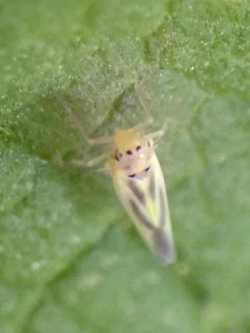 Hauptidia maroccana - photo 2