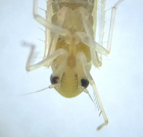 Hauptidia maroccana - photo 5