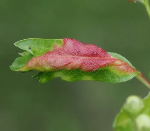 Hawthorn-Buttercup Aphid