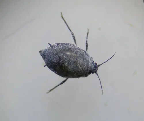 Hawthorn-Buttercup Aphid - photo 2