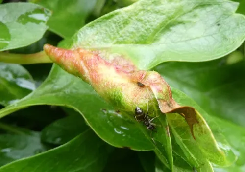 Hawthorn-Buttercup Aphid - photo 3