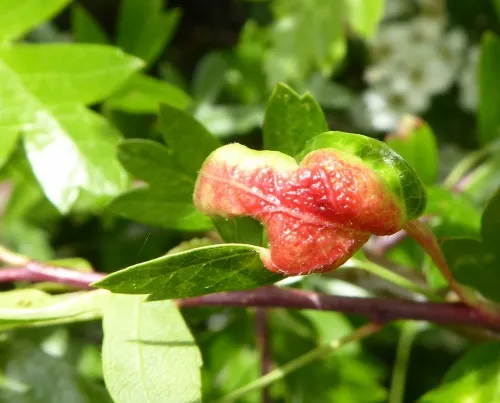 Hawthorn-Buttercup Aphid - photo 4