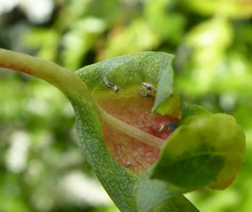 Hawthorn-Buttercup Aphid - photo 6