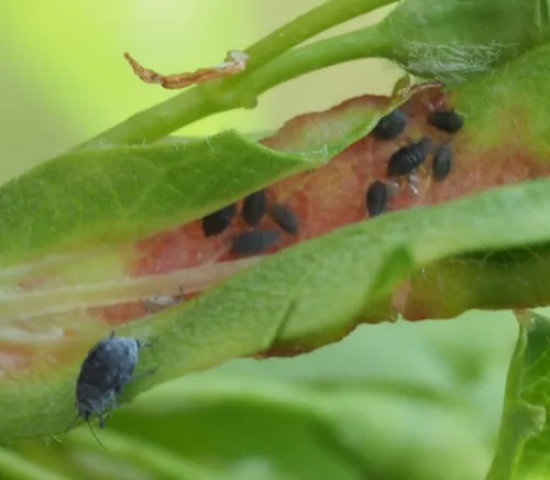 Hawthorn-Buttercup Aphid - photo 7