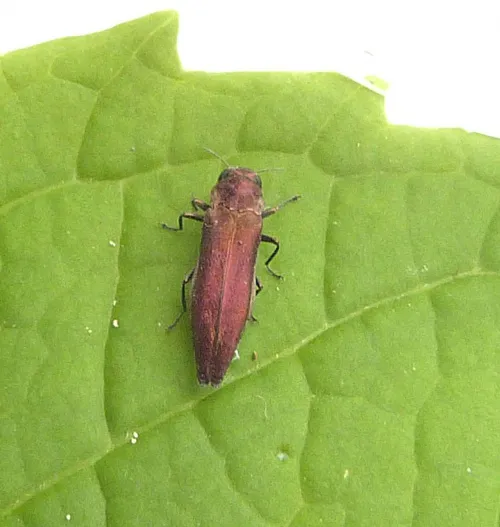 Hawthorn Jewel Beetle - photo 2