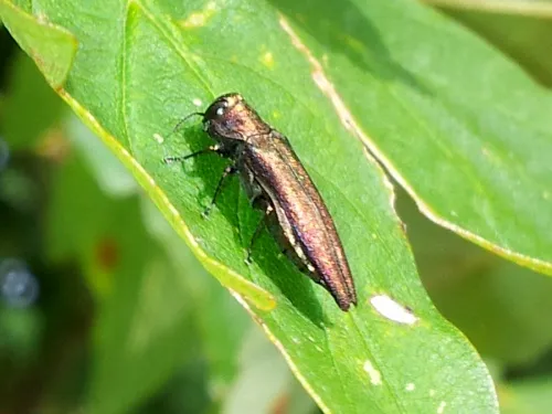 Hawthorn Jewel Beetle - photo 3