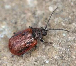 Hawthorn Leaf Beetle - Lochmaea crataegi