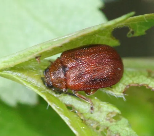 Hawthorn Leaf Beetle - photo 2