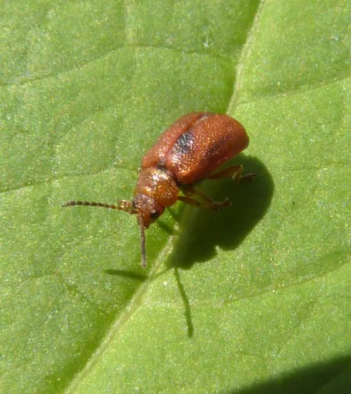 Hawthorn Leaf Beetle - photo 3