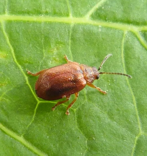 Hawthorn Leaf Beetle - photo 4