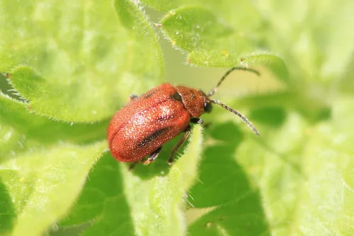 Hawthorn Leaf Beetle - photo 5