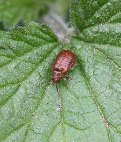 Hawthorn Leaf Beetle - photo 6