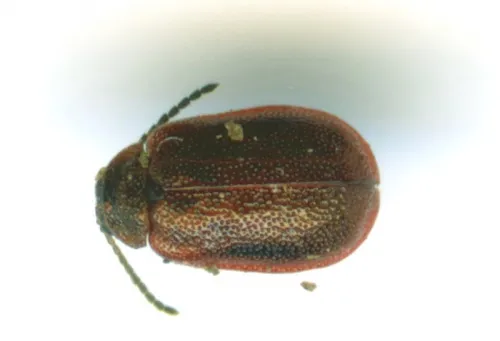 Hawthorn Leaf Beetle - photo 7