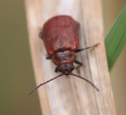 Hawthorn Leaf Beetle - photo 8