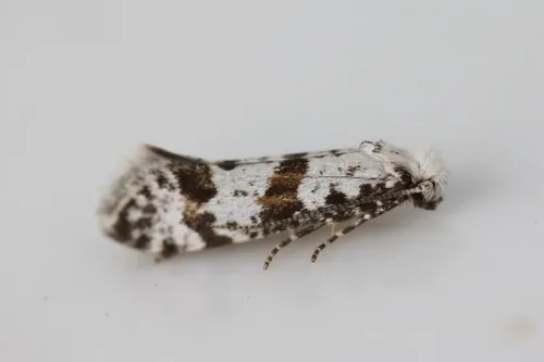 Hawthorn Moth - Scythropia crataegella