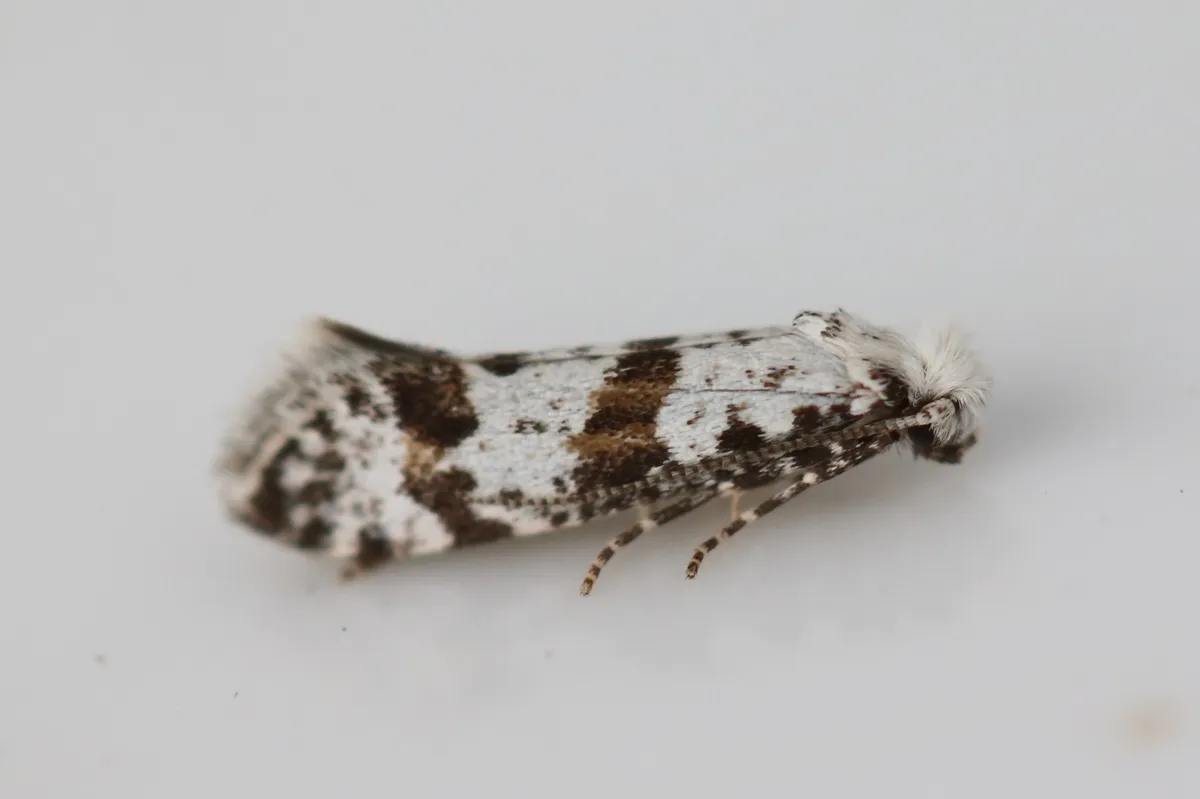 Hawthorn Moth - photo 2