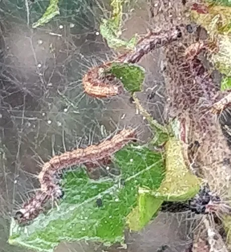 Hawthorn Moth - photo 3