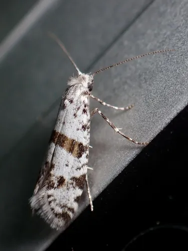 Hawthorn Moth - photo 4