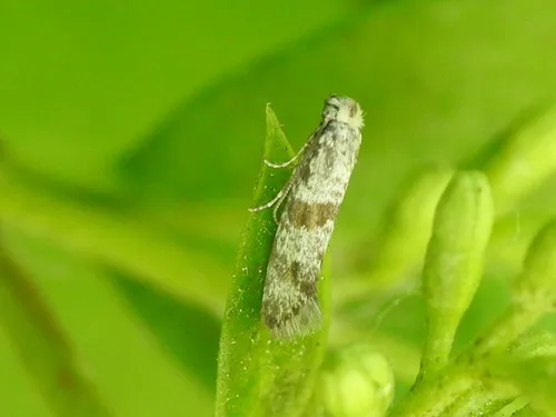 Hawthorn Moth - photo 5