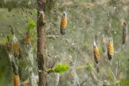 Hawthorn Moth - photo 8