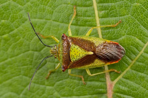 Hawthorn Shieldbug