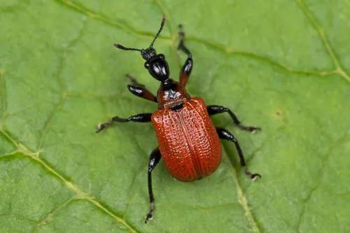 Hazel Leaf-roller