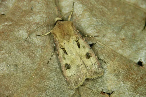 Heart & Dart - Agrotis exclamationis