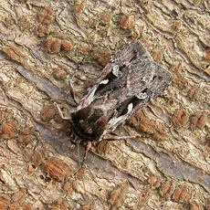 Heath Rustic
