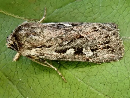 Heath Rustic - photo 2