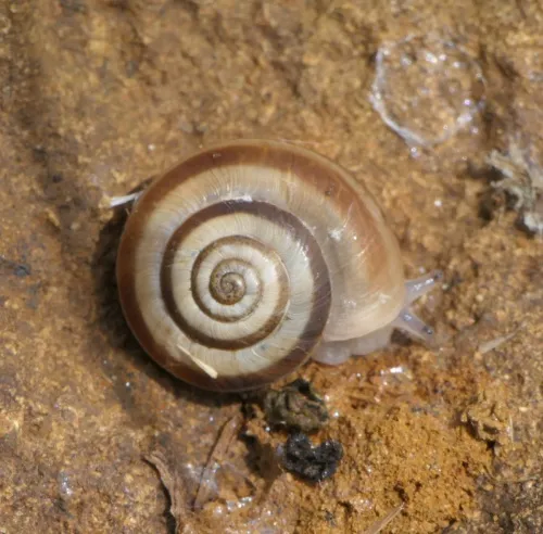 Heath Snail