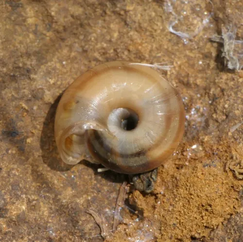 Heath Snail - photo 2