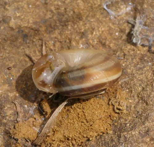 Heath Snail - photo 3