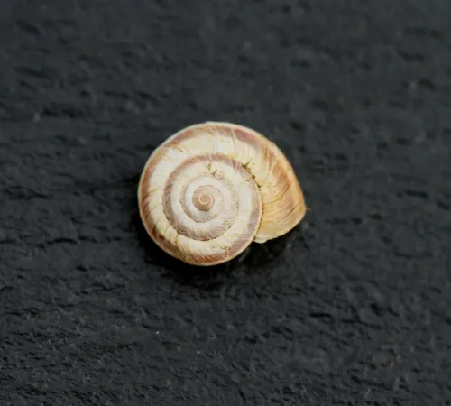 Heath Snail - photo 4