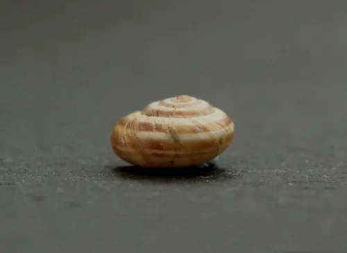 Heath Snail - photo 5