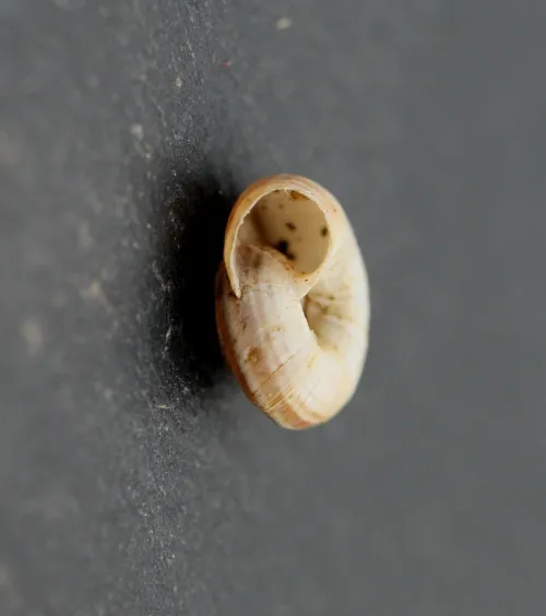 Heath Snail - photo 6