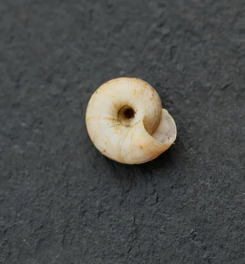 Heath Snail - photo 7