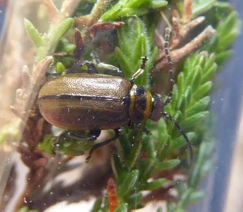 Heather Beetle