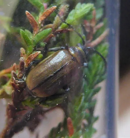 Heather Beetle - photo 2