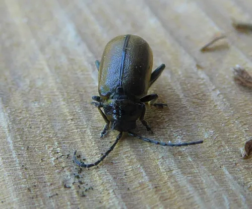 Heather Beetle - photo 3
